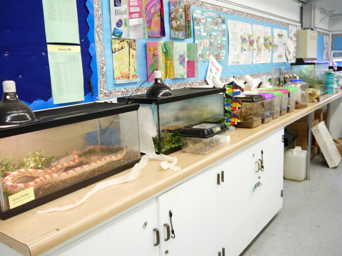 Some of the critters in Sylmar High School science teacher Ron Hitchcock's classroom. Hitchcock, who has taught at the school since 2000, estimates that he's spent $10,000 on the entire collection.