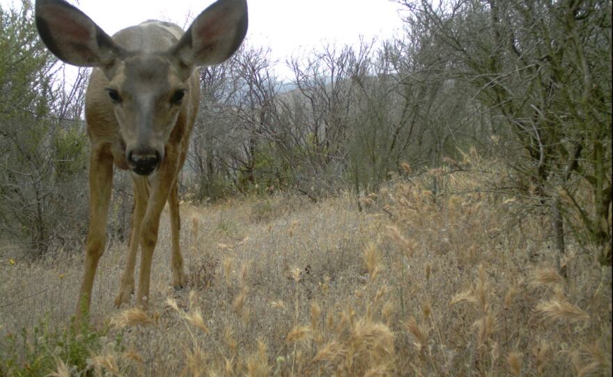 What happens to wild animals after a wildfire? | LAist - NPR News for Southern California FM What happens to wild animals after a wildfire? | LAist - NPR News for Southern California FM