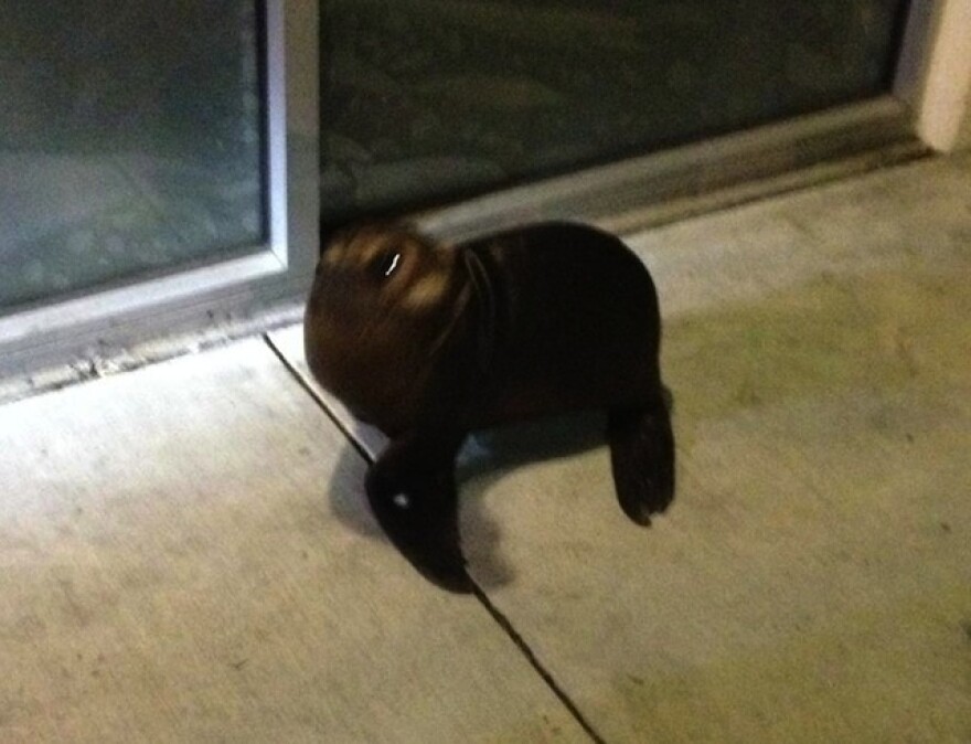 baby-seal-carson-rescue.jpg