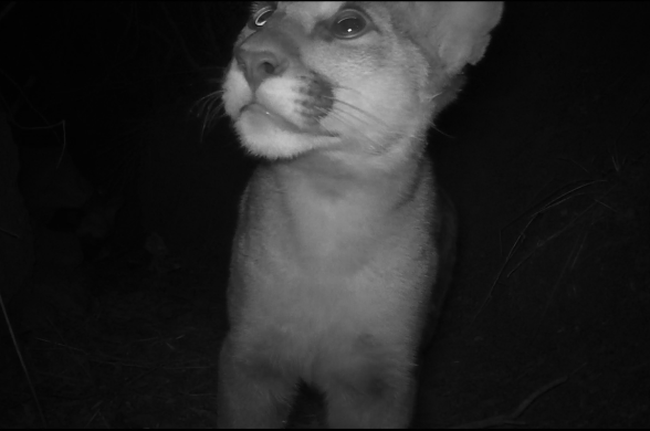 A young cougar is captured on camera at night