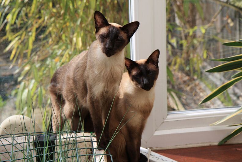 A pair of Siamese cats.