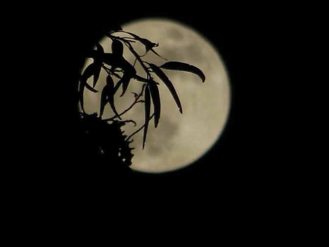 Another glimpse of the moon through folliage, this time in Culver City.
