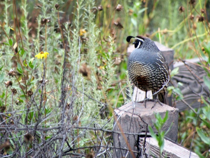 Among the woodpeckers, towhees and finches at Eaton Canyon, a California Quail was seen roosting on a fence.