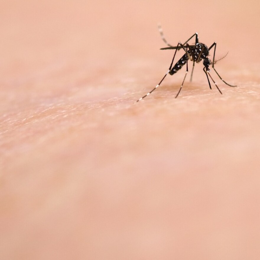tigermosquitos.jpg