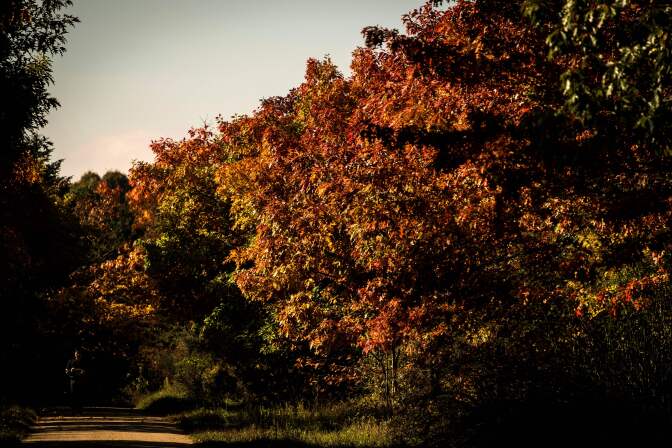 A pedestrian walks through autumn leaf fall and trees at Vincennes Woods in Paris on October 13, 2017. 