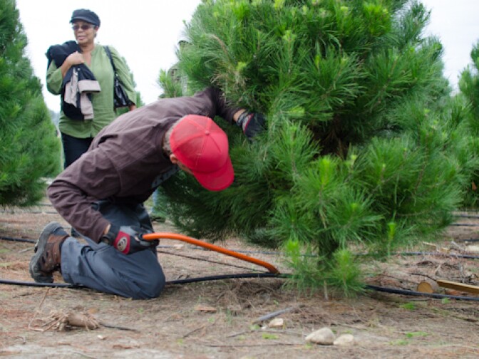 Deborah Johnson, rear, of Diamond Bar walks toward Steven Simms who is cutting her family's Christmas tree at Peltzer Pines in Brea, Calif., Wednesday, Dec. 12, 2012.