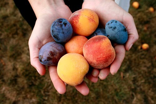 Freshly picked fruit.