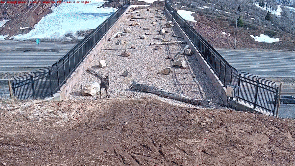 A moving image of a moose using an outdoor bridge crossing, designed to imitate the natural environment, with dirt, trees, rocks, and other natural debris around the path. The bridge crosses a highway beneath.