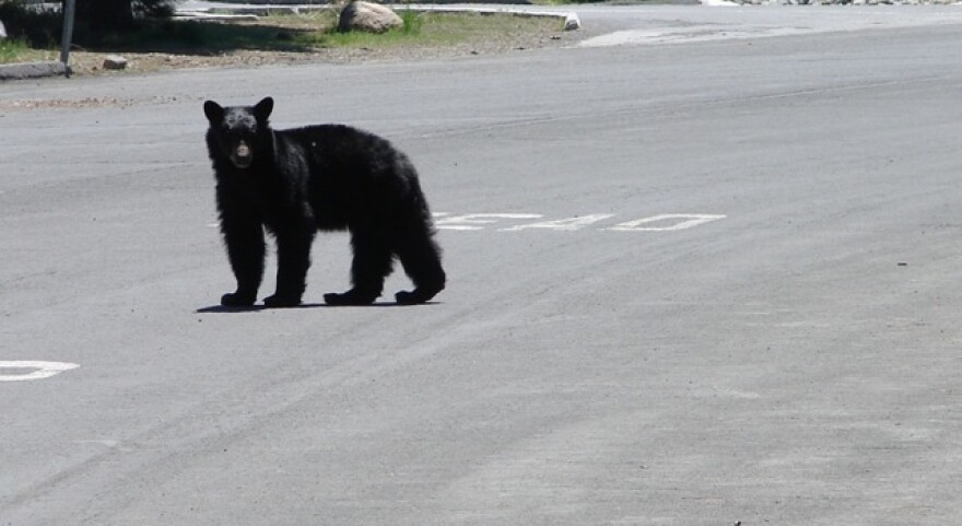 bear_la_verne.jpg