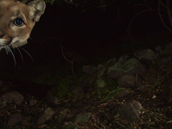 Mountain lion P-19 roams the Santa Monica Mountains. She was recently spotted at the western end of the mountain range by remote camera.