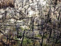 Hundreads of burned and dead trees fill a hillside of the Cedar Glen area near Lake Arrowhead, Calif., which burned during the Old Fire in 2003. San Bernardino County Sheriffs department provided a flight to the media touring the devistation of the San Bernardino National Forest on Wednesday July 14, 2004..(AP/BRETT K. SNOW/POOL)