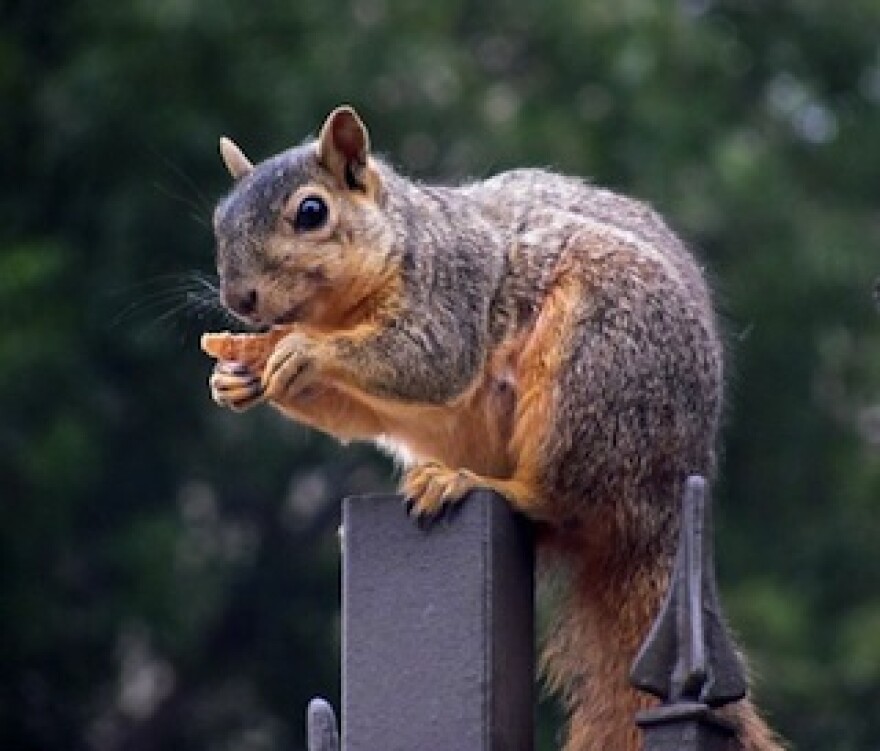 squirrelly.jpg