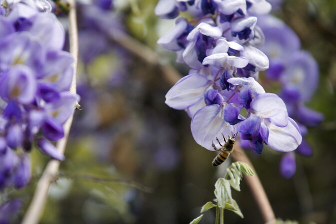 Lots of bees can be found in the vine, but homeowner Nel Solt said they rarely fly far from the plant.