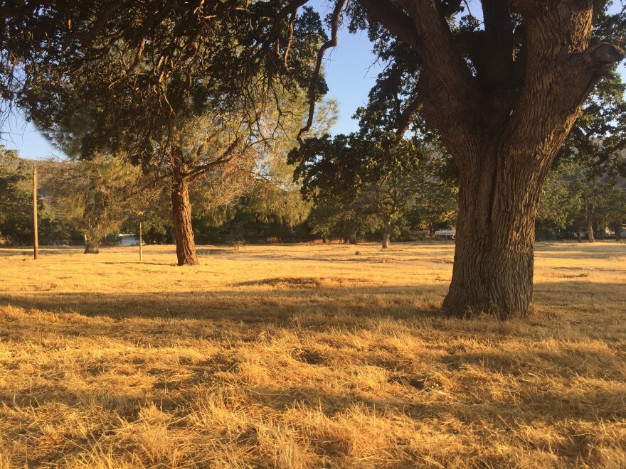 The Kern County Fire Department models "defensible space" on a plot of land outside Lake Isabella. The department keeps the grass mowed short, brush cleared, and trees de-limbed up to six feet. Homeowners have to do the same or face a fine.