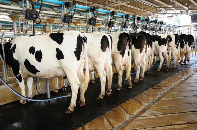 FDA tests have turned up residues suggesting a few dairy farmers are illegally using antibiotics.