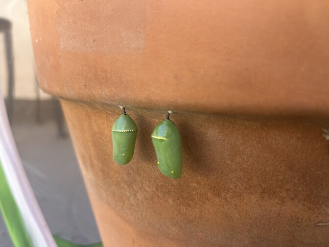 Two green chrysalises hang from the lip of a clay pot.