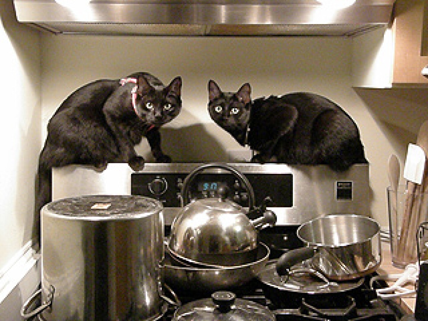 cats_stove_kitchen.jpg