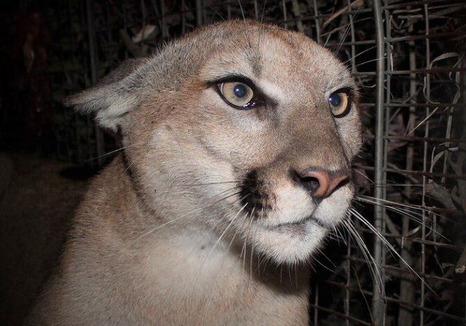 Mountain lion P-65, a subadult female, was captured in the central portion of the Santa Monica Mountains in March 2018.