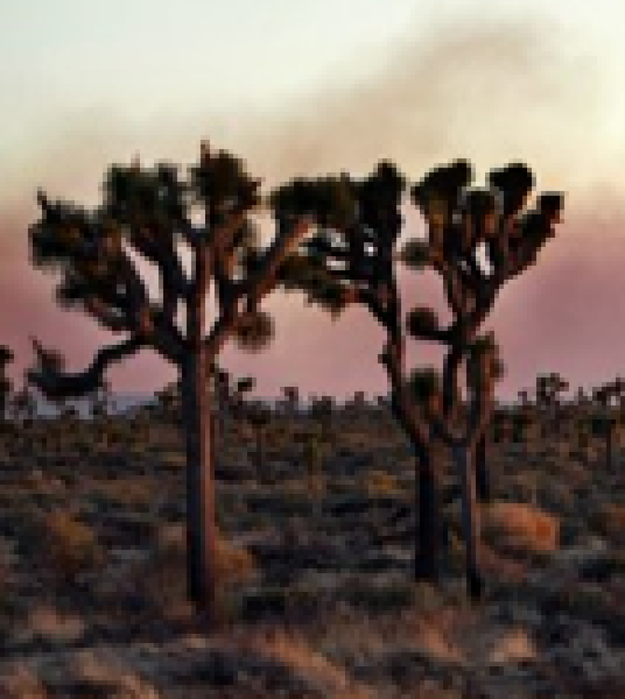 joshua_tree_fire_contained.png