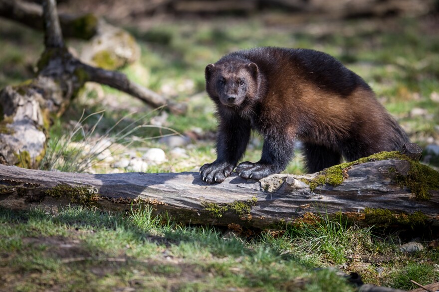 A medium-sized, brown furry animal has its very large front paws on a fallen tree and looks towards the camera. It is in a forest.