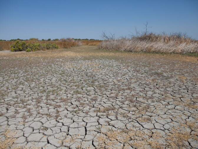 The Kern National Wildlife Refuge, photographed on Tuesday, Sept. 1, 2015, is a seasonal wetland area that receives an annual water supply to provide refuge for migrating birds and other animals. Beginning last year, the refuge has been allocated smaller amounts of water due to drought restrictions and the annual flood-up which traditionally  began in mid-August has now been postponed. 
