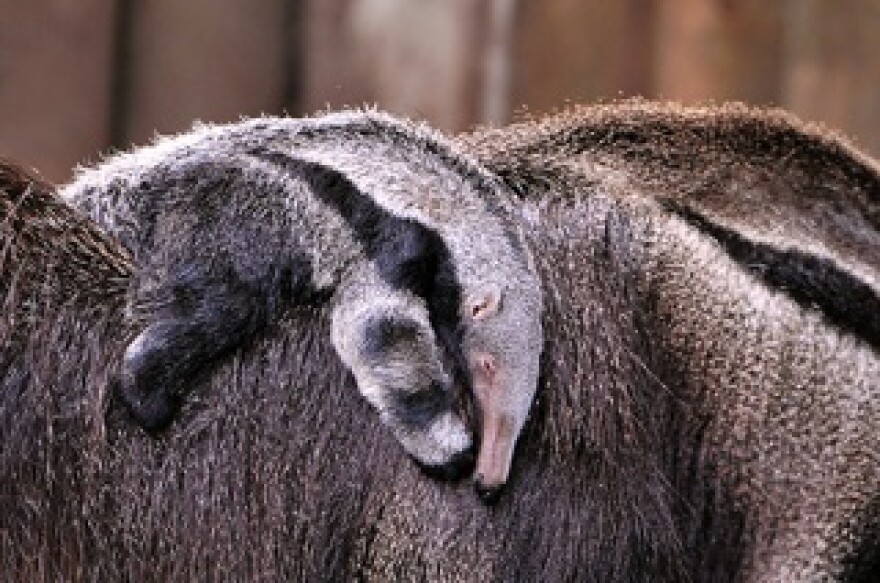 anteater.jpg