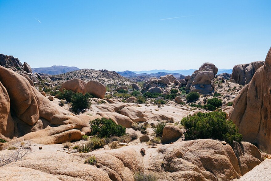 joshua_tree_1.jpg