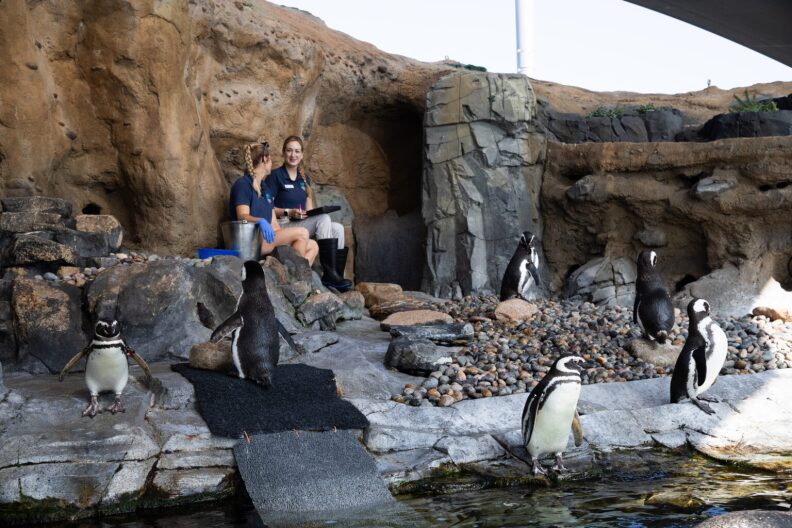 Two women wearing blue short sleeved shirts, one in shorts and the other in pants, sit on rocks inside of an aquarium exhibit. Five penguins are walking about the exhibit.
