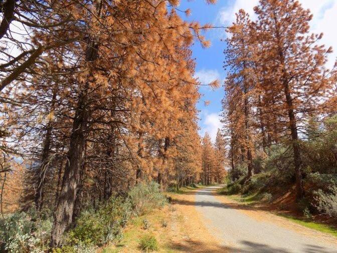 Dead trees along a mountain road on the Sequoia National Forest in May 2016.