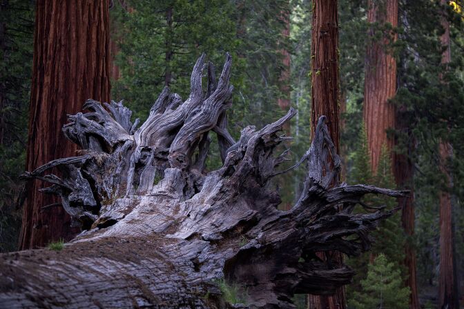 The Fallen Monarch sequoia tree is seen in the Mariposa Grove of Giant Sequoias on May 20, 2018 in Yosemite National Park, California which recently reopened after a three-year renovation project to better protect the trees that can live more than 3,000 years. (Photo by DAVID MCNEW / AFP)        (Photo credit should read DAVID MCNEW/AFP via Getty Images)