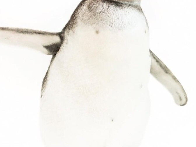 A baby penguin made its public debut Tuesday at the Aquarium of the Pacific in Long Beach.