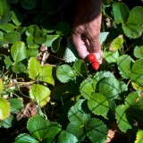 John Parker picks strawberries from his garden. Parker and his wife also grow figs, artichokes, rhubarb, and many others for cooking. Parker started to grow fruits and vegetables because he didn't like the produce quality at his local grocery store.