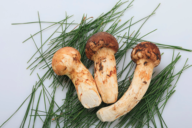 Three fresh pine mushrooms with thick, cream-colored stems and mottled brown caps rest on a bed of long green pine needles, highlighting their earthy texture and seasonal rarity.