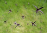 A swarm of mosquitos flies against a green background.
