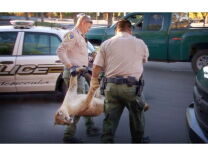 Officials carry a mountain lion to a truck after sedating it with a dart in the parking lot of the mall in Temecula on Friday, March 6, 2015. The lion later died for unknown reasons.
