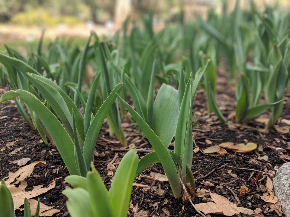 Tulips at Descanso Gardens are popping out of the soil, reaching upwards of a foot in mid-February 2018 because of warmer temperatures. They should have only been 1-2 inches at this time of year.