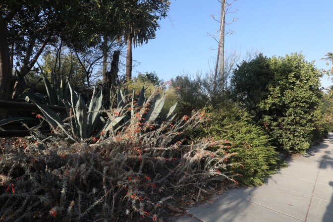 A bank of native bushes and brush line a walkway, including a California fuchsia featuring small, red flowers as well as green coyote brush and a sprawling succulent plant with sword-like leaves.