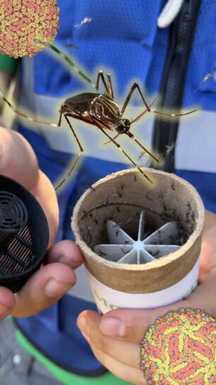 Close-up composite image of an enlarged mosquito superimposed over a person holding a small cup trap containing dozens of live mosquitoes clustered around a star-shaped lure. A black circular device, likely a mosquito collection tool, is held in the other hand. Two illustrated virus-like particle graphics appear in the top-left and bottom-right corners.