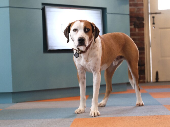 DOWNWARD DOG - "Loyalty" - Frustrated by her boss Kevin's interference in her ad campaign development, Nan brings Martin to work with her, hoping to keep dog-phobic Kevin at bay. However, she never anticipated that Martin would fall in love with Kevin, on "Downward Dog," TUESDAY, MAY 30 (8:00-8:30 p.m. EDT), on The ABC Television Network. (ABC/Brian Douglas)
NED