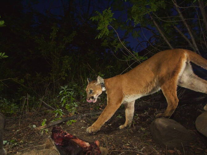 National Park Service: "Mom licking her lips and taking a break from the meal."