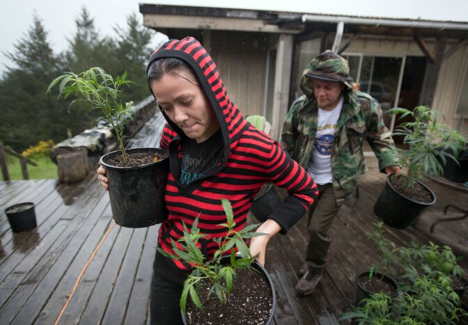 Percilla and Chris, who are part of a live/work exchange program, carry marijuana plants into a greenhouse in Mendocino County, California on April 19, 2017.