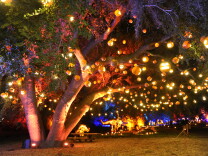 dozens of pumpkin-shaped lanterns hang from a huge tree, seen at night
