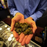 Tim Blakeley, manager of Sunset Junction medical marijuana dispensary, shows marijuana plant buds on May 11, 2010 in Los Angeles, California.