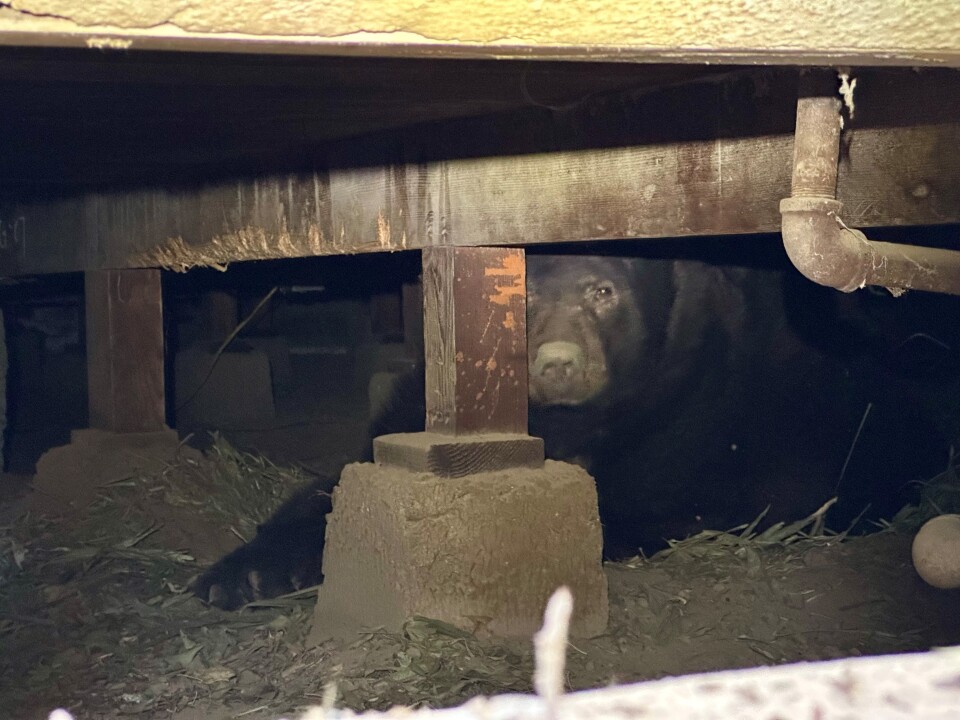 A crawl space underneath a house, with brown dusty pipes and a wooden foundation. A black bear is peaking out from behind one of the pieces of wood, looking directly into the camera, with his back half slightly obscured by the darkness.