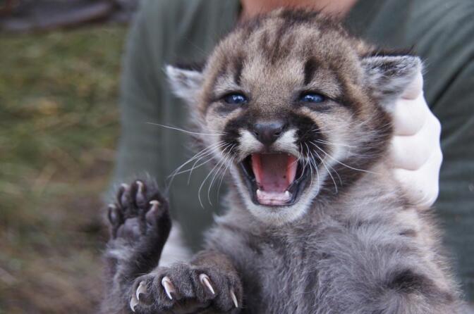 Biologists from the National Park Service hold P-23, one of two mountain lion kittens found in the Santa Monica Mountains.
