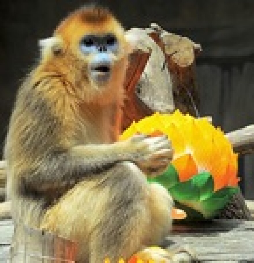 golden_monkey.jpg