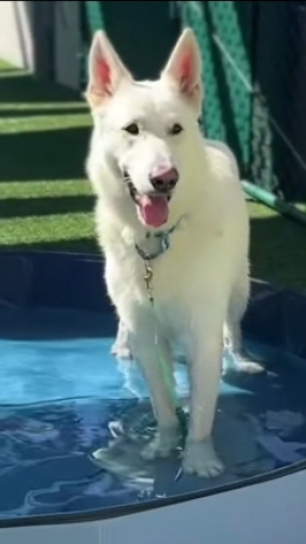 A white dog in a shallow pool.