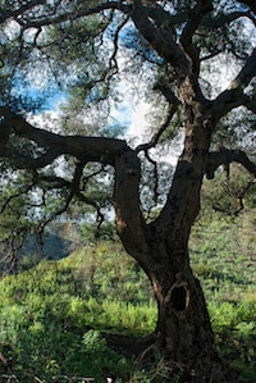 oaktree.jpg