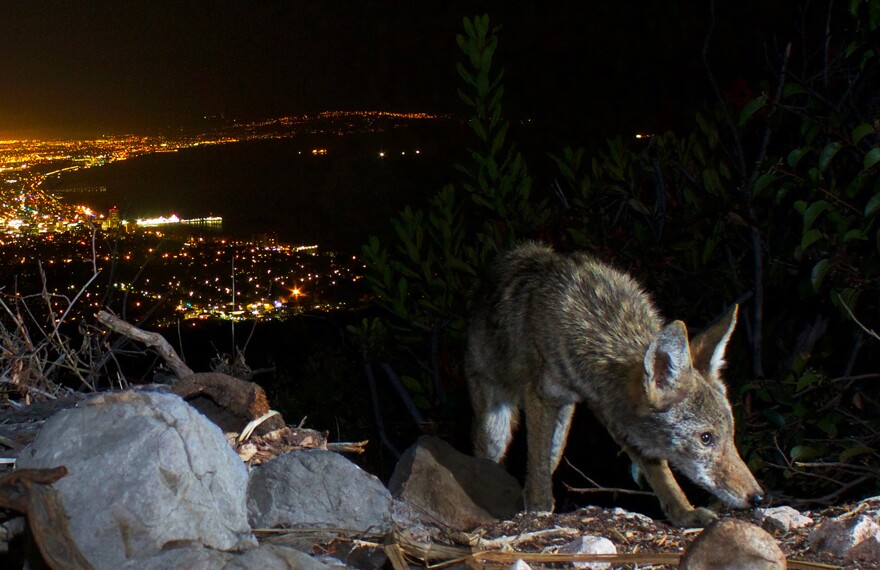 A coyote climbs over rocks with its nose down at night. Lights along the coast are visible behind it.