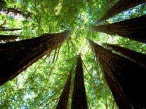 Ceremonial plantings of two dozen clones from California's mighty coastal redwoods were taking place Monday in seven nations: Australia, New Zealand, Great Britain, Ireland, Canada, Germany and the U.S. (Photo: "Redwood cathedral" at Big Basin State Park in California).